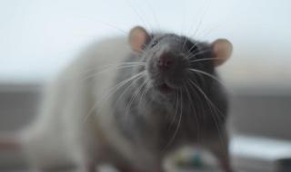 老鼠怕什么东西 老鼠怕什么气味